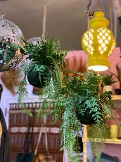 Feng Sway Exclusive Faux Kokedama Fern Plant FAUX + PRESERVED