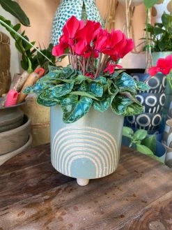 Feng Sway Sage Rainbow Footed Planter