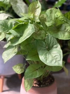 Feng Sway LIVE PLANTS PRE-ORDER Arrowhead ~ Live Plant