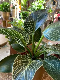 FENG SWAY Rare Birkin Philodendron ~ Live Plant LIVE PLANTS