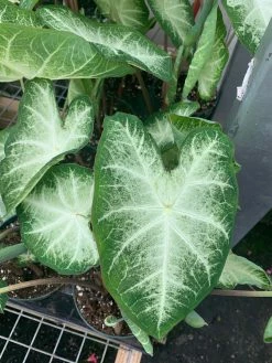 FENG SWAY LOCAL PICK UP ONLY Heart Of Jesus Caladium ~ Live Plant