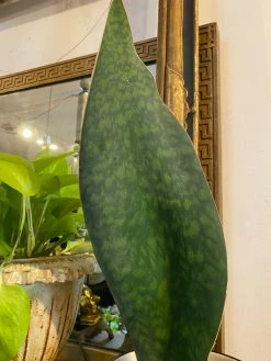 Feng Sway RARE Whale Tail Snake ~ Live Plant