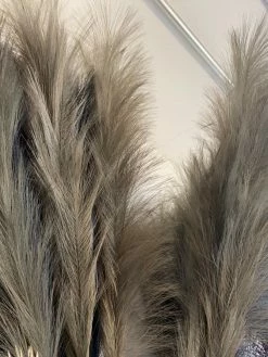 Feng Sway ALL HOME DECOR + ODDITIES Sage Faux Pampas Stems