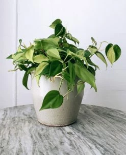 Feng Sway PRE-ORDER Philodendron Brasil ~ Live Plant LIVE PLANTS