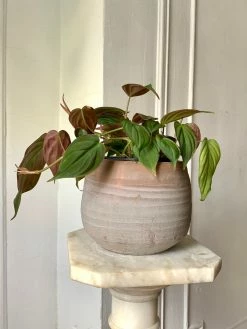 Feng Sway LIVE PLANTS RARE Red Velvet Philodendron Mican ~ Live Plant