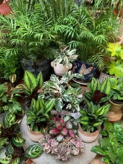 Feng Sway LIVE PLANTS Bella Palm ~ Live Plant