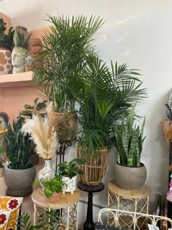 Feng Sway Tulum Bamboo Plant Basket ~ Two Sizes 6-7