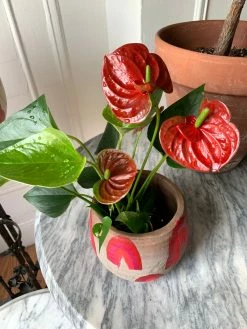 FENG SWAY PRE-ORDER Flamingo Anthurium ~ Live Plant LIVE PLANTS