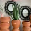 Feng Sway Exclusive FAUX + PRESERVED Faux Aloe Plant