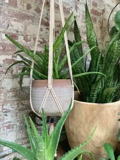 FENG SWAY PRE-ORDER Medicinal Aloe ~ Live Plant