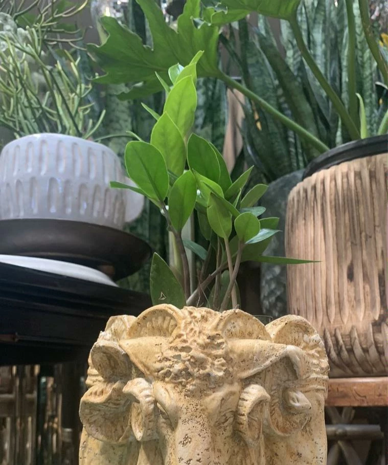 Feng Sway LIVE PLANTS PRE-ORDER ZZ Top ~ Live Plant 6 Feng Sway LIVE PLANTS PRE-ORDER ZZ Top ~ Live Plant