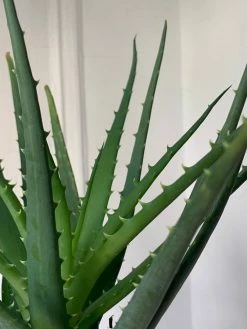 Feng Sway Hedgehog Aloe ~ Live Plant LIVE PLANTS