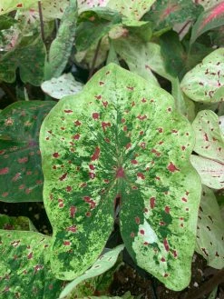 FENG SWAY LOCAL PICK UP ONLY Heart Of Jesus Caladium ~ Live Plant