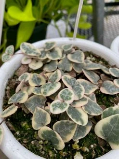 Feng Sway LIVE PLANTS RARE Variegated String Of Hearts ~ LIVE PLANT