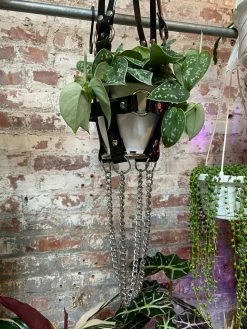 Feng Sway ALL POTTERY Black Vegan Patent With Chain Extender Plant Harness By PURITAN CANDY