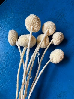 Feng Sway DRIED FLORALS + FEATHERS White Craspedia Stem