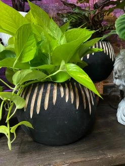 Feng Sway Exclusive 6-7" POTS Charred Wood Pot