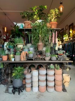 FENG SWAY LIVE PLANTS AVAILABLE FOR PICK UP Pony Tail Palm ~ Live Plant