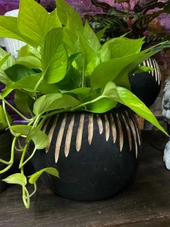 Feng Sway Exclusive 6-7" POTS Charred Wood Pot