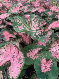 FENG SWAY LOCAL PICK UP ONLY Heart Of Jesus Caladium ~ Live Plant