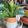 Feng Sway Two-Tone Terra Cotta Teardrop Planter ALL POTTERY