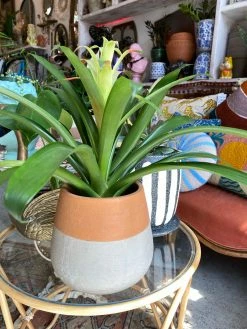 Feng Sway Two-Tone Terra Cotta Teardrop Planter ALL POTTERY