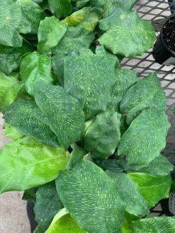 Feng Sway Calathea Network ~ RARE LIVE PLANT LIVE PLANTS