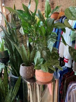 Feng Sway Minimalist Grey Pot W/ White Lines 4-5