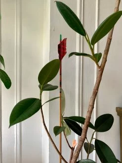 FENG SWAY ALL GARDEN Hand Made Arrows ~ Plant Stakes