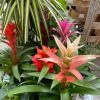 Feng Sway LIVE PLANTS Bromeliad ~ Live Plant