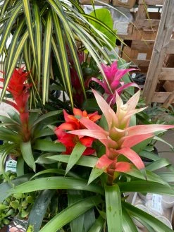 Feng Sway LIVE PLANTS Bromeliad ~ Live Plant