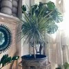 FENG SWAY LIVE PLANTS PRE-ORDER FOR PICK-UP Dracena 'Dragon' Tree ~ Live Plant 2 FENG SWAY LIVE PLANTS PRE-ORDER FOR PICK-UP Dracena 'Dragon' Tree ~ Live Plant