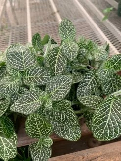 Feng Sway PRE-ORDER Silver Fittonia ~ Live Plant LIVE PLANTS