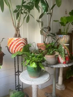 Feng Sway Calathea Network ~ RARE LIVE PLANT LIVE PLANTS