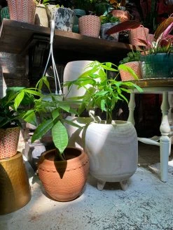 Feng Sway Exclusive Carved Wood Footed Pot