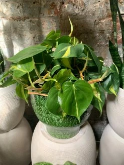 Feng Sway PRE-ORDER Philodendron Brasil ~ Live Plant LIVE PLANTS