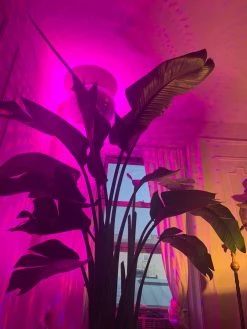 FENG SWAY PRE-ORDER FOR PICK UP 10”-14” Bird Of Paradise ~ Live Plant