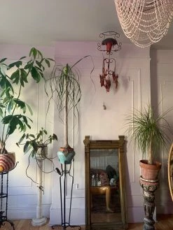 FENG SWAY LIVE PLANTS AVAILABLE FOR PICK UP Pony Tail Palm ~ Live Plant