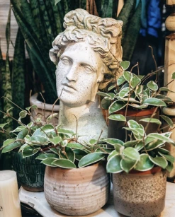 Feng Sway PRE-ORDER Hoya Carnosa ~ Live Plant LIVE PLANTS