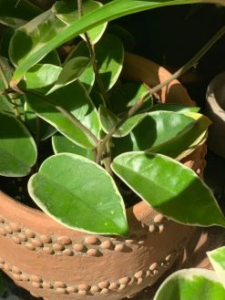 Feng Sway PRE-ORDER Hoya Carnosa ~ Live Plant LIVE PLANTS