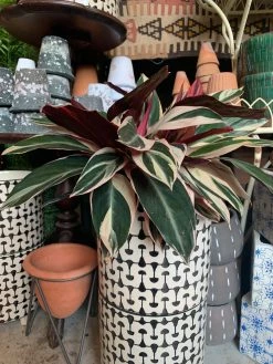 Feng Sway LIVE PLANTS PRE-ORDER Ginger Trio-star ~ Live Plant