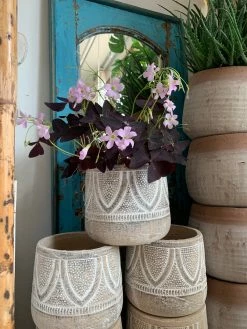 Feng Sway Purple Clover ~ Live Plant