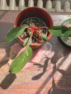 Feng Sway RARE Pink Princess Philodendron ~ Live Plant LIVE PLANTS 9 Feng Sway RARE Pink Princess Philodendron ~ Live Plant LIVE PLANTS