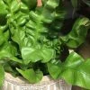 Feng Sway LIVE PLANTS PRE-ORDER Crispy Wave Ferns ~ Live Plant