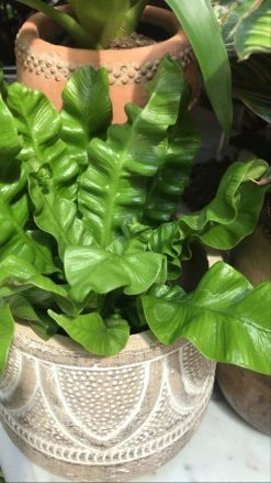 Feng Sway LIVE PLANTS PRE-ORDER Crispy Wave Ferns ~ Live Plant