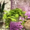 Feng Sway LIVE PLANTS PRE-ORDER Neon Pothos ~ Live Plant