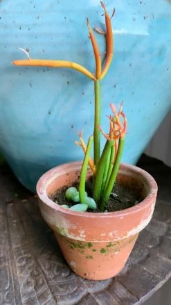 Feng Sway 3” Cacti + Succulent ~ Live Plants