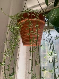 Feng Sway String Of Dolphins ~ Live Plant LIVE PLANTS 20 Feng Sway String Of Dolphins ~ Live Plant LIVE PLANTS