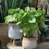 Feng Sway LIVE PLANTS PRE-ORDER Arrowhead ~ Live Plant
