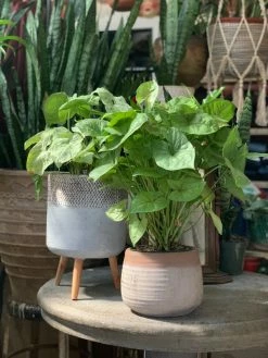 Feng Sway LIVE PLANTS PRE-ORDER Arrowhead ~ Live Plant